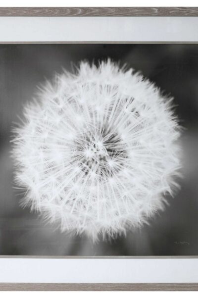 Dandelion Seedhead