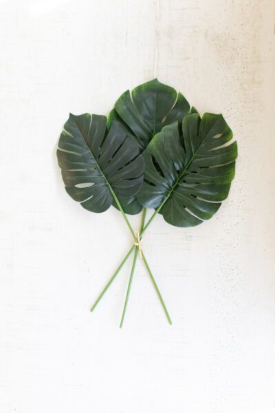 Monstera Leaf