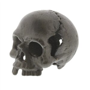 Skull with No Jaw