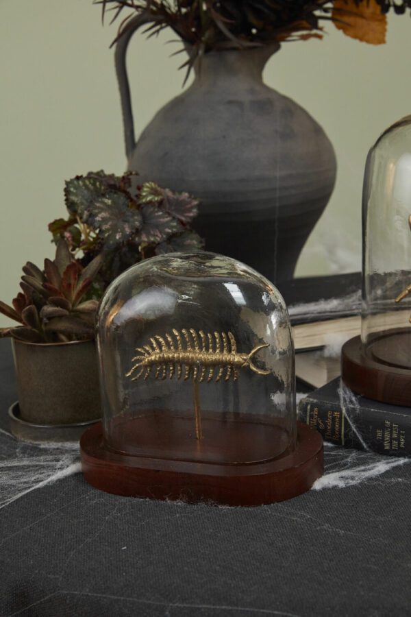 Centipede Specimen Cloche