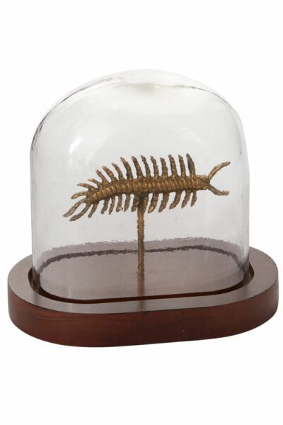 Centipede Specimen Cloche