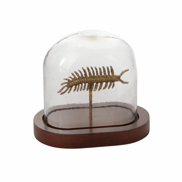 Centipede Specimen Cloche