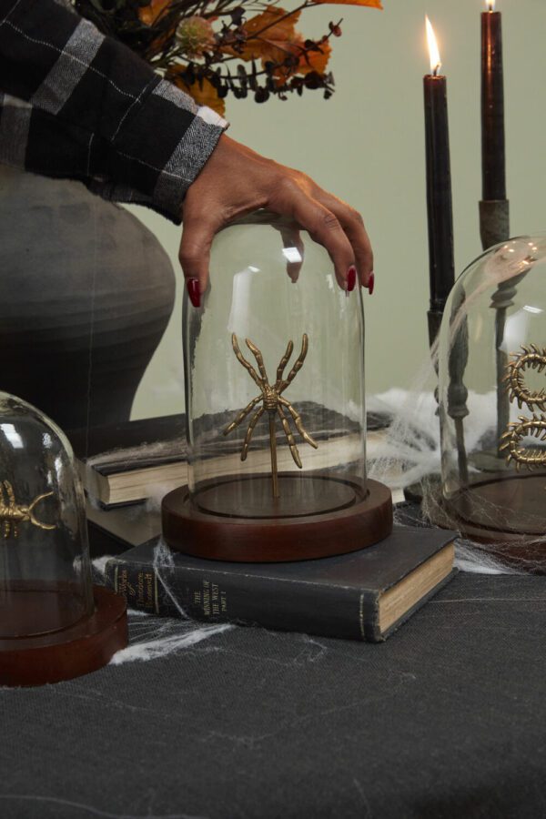 Spider Specimen Cloche