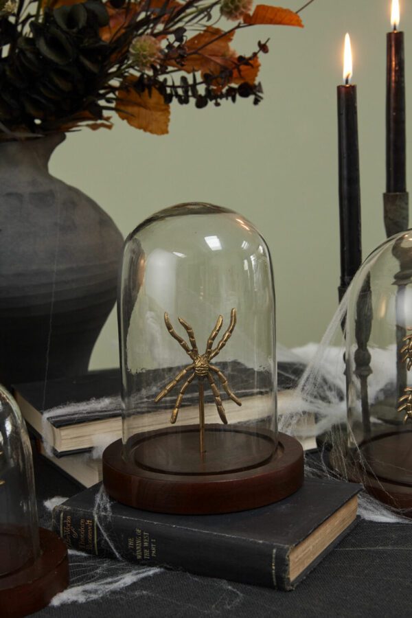 Spider Specimen Cloche