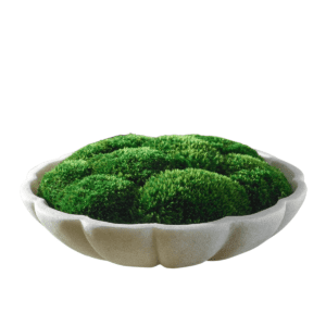 Awaken Moss Centerpiece